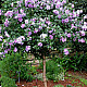 Дървовидна ружа - Hibiscus syriacus “Ardens“