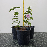 Дървовидна ружа - Hibiscus syriacus “Ardens“