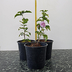 Дървовидна ружа - Hibiscus syriacus “Ardens“