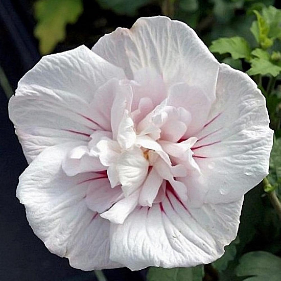 Дървовидна ружа - Hibiscus syriacus “Jeanne dArc“