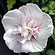 Дървовидна ружа - Hibiscus syriacus “Jeanne dArc“