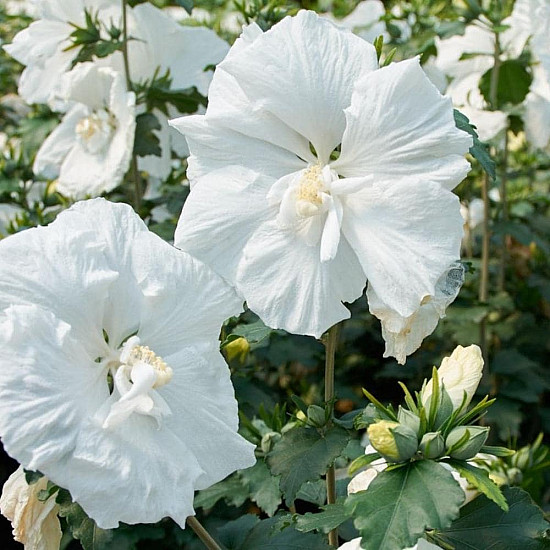 Дървовидна ружа - Hibiscus syriacus “Jeanne dArc“