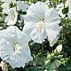 Дървовидна ружа - Hibiscus syriacus “Jeanne dArc“