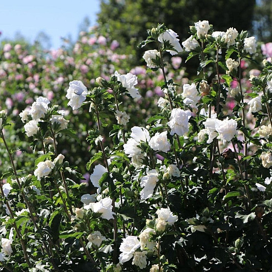 Дървовидна ружа - Hibiscus syriacus “Jeanne dArc“