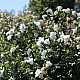 Дървовидна ружа - Hibiscus syriacus “Jeanne dArc“