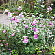 Дървовидна ружа - Hibiscus syriacus “Duc de Brabant“
