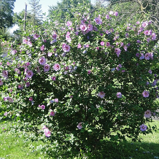 Дървовидна ружа - Hibiscus syriacus “Duc de Brabant“