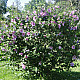 Дървовидна ружа - Hibiscus syriacus “Duc de Brabant“