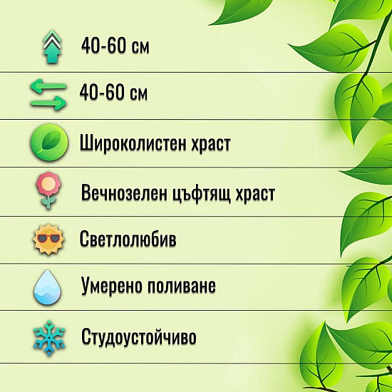 Чашковиндна звъника - Hypericum calycinum