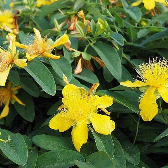 Чашковиндна звъника - Hypericum calycinum
