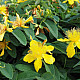 Чашковиндна звъника - Hypericum calycinum