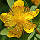 Чашковиндна звъника - Hypericum calycinum
