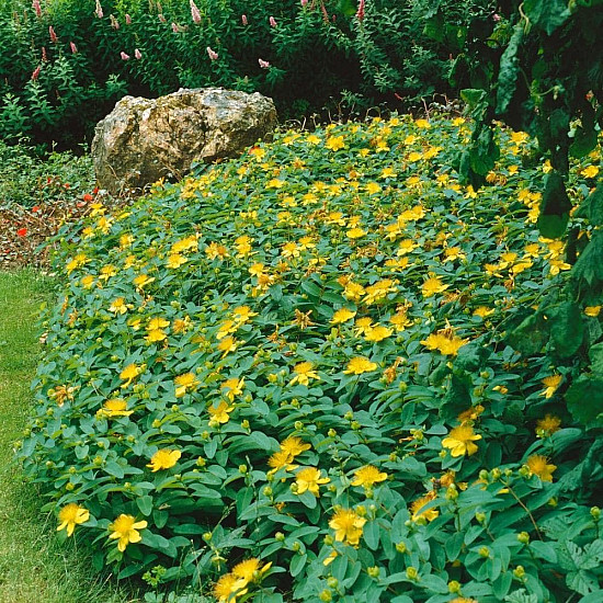 Чашковиндна звъника - Hypericum calycinum