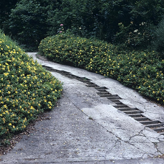 Чашковиндна звъника - Hypericum calycinum