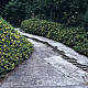 Чашковиндна звъника - Hypericum calycinum