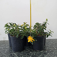 Чашковиндна звъника - "Hypericum calycinum" - 1 л.