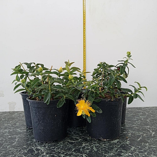 Чашковиндна звъника - Hypericum calycinum