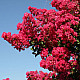 Индийски люляк червен - Lagerstroemia indica Rubra