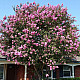 Индийски люляк розов - Lagerstroemia indica