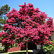 Индийски люляк червен - Lagerstroemia indica Rubra