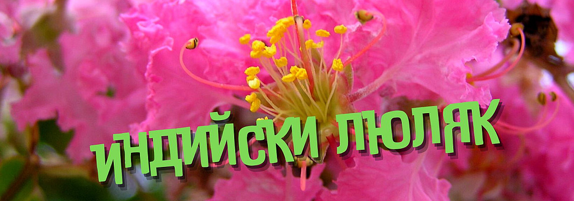 Съвети при отглеждането на Индийски люляк