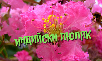 Съвети при отглеждането на Индийски люляк