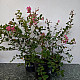 Индийски люляк розов - Lagerstroemia indica