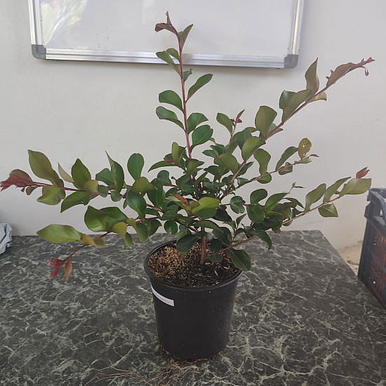 Индийски люляк червен - Lagerstroemia indica Rubra