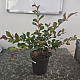 Индийски люляк червен - Lagerstroemia indica Rubra
