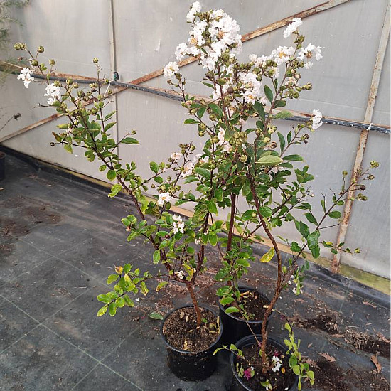 Индийски люляк бял - Lagerstroemia indica “Acoma“ - 2 литра