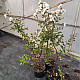 Индийски люляк бял - Lagerstroemia indica “Acoma“ - 2 литра