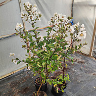 Индийски люляк бял - Lagerstroemia indica “Acoma“ - 2 литра