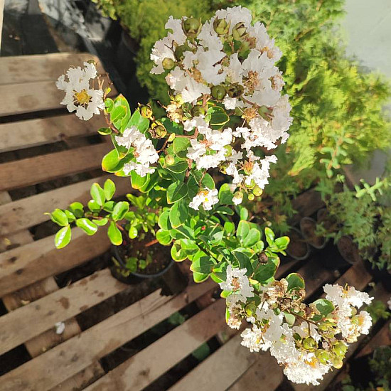 Индийски люляк бял - Lagerstroemia indica “Acoma“ - 2 литра