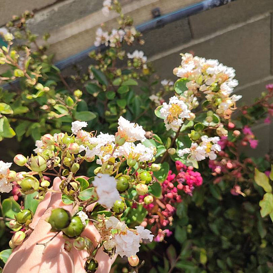 Индийски люляк бял - Lagerstroemia indica “Acoma“ - 2 литра