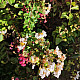Индийски люляк бял - Lagerstroemia indica “Acoma“ - 2 литра