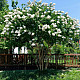 Индийски люляк бял - Lagerstroemia indica “Acoma“ - 2 литра