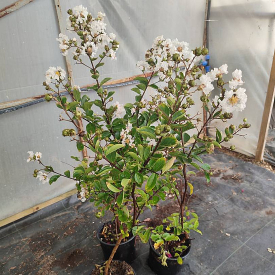 Индийски люляк бял - Lagerstroemia indica “Acoma“ - 2 литра