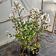 Индийски люляк бял - Lagerstroemia indica “Acoma“ - 2 литра