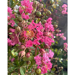 Индийски люляк розов - Lagerstroemia indica