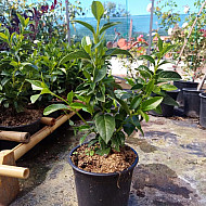 Калина - Viburnum tinus