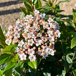 Калина - Viburnum tinus