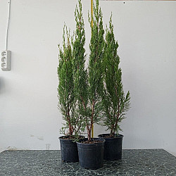 Китайска хвойна - Juniperus chinensis ’spartan’  