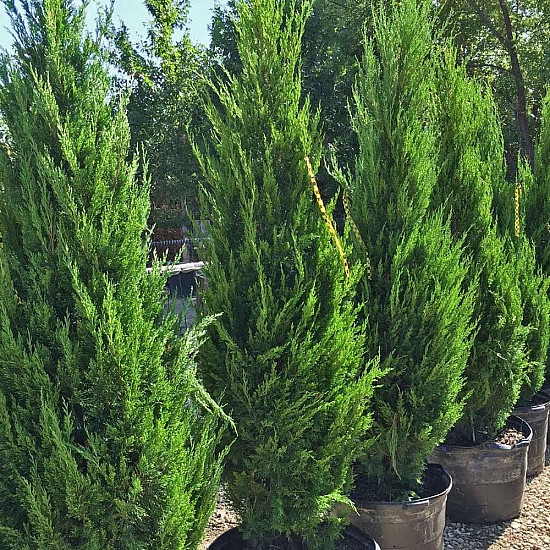 Китайска хвойна - Juniperus chinensis ’spartan’