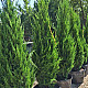 Китайска хвойна - Juniperus chinensis ’spartan’