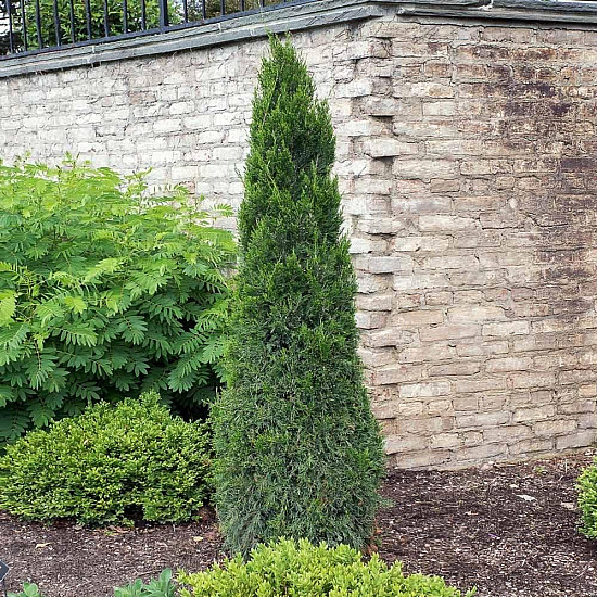 Китайска хвойна - Juniperus chinensis ’spartan’