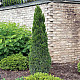 Китайска хвойна - Juniperus chinensis ’spartan’