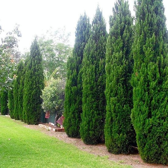Китайска хвойна - Juniperus chinensis ’spartan’