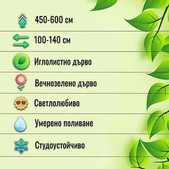 Китайска хвойна - Juniperus chinensis ’spartan’