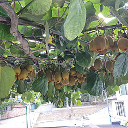 Киви женско - Actinidia chinensis - 1л