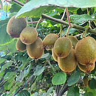 Киви мъжко - Actinidia chinensis - 1л